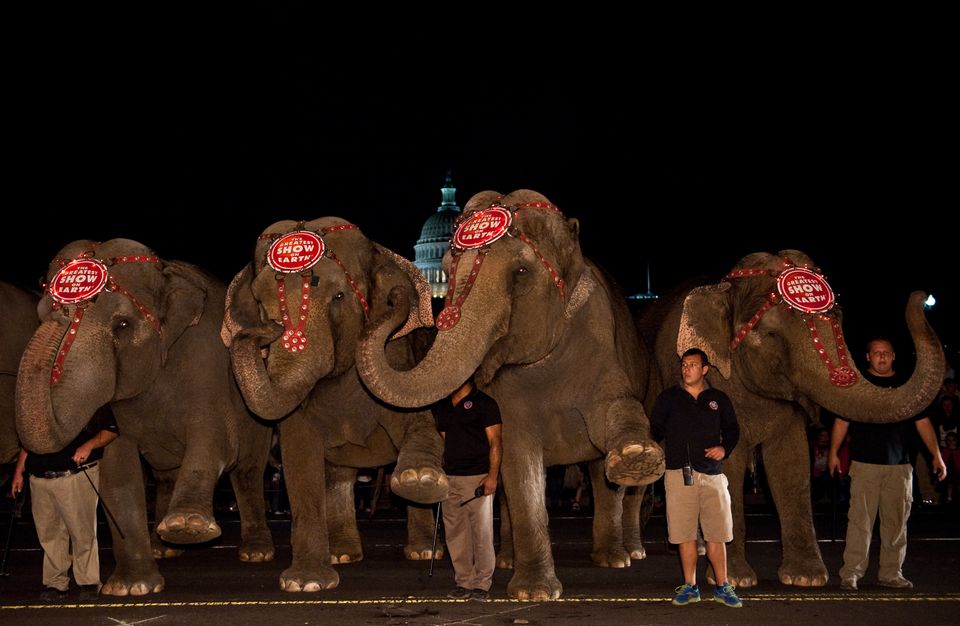 Elephants Pose With Their Handlers