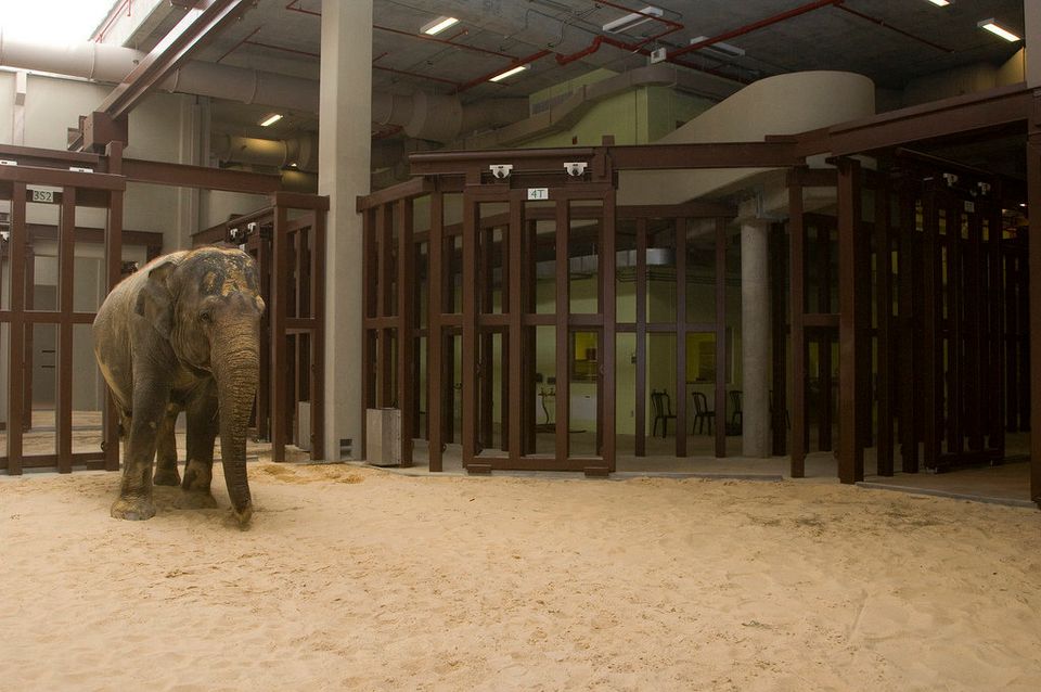 Shanthi in the Elephant Barn