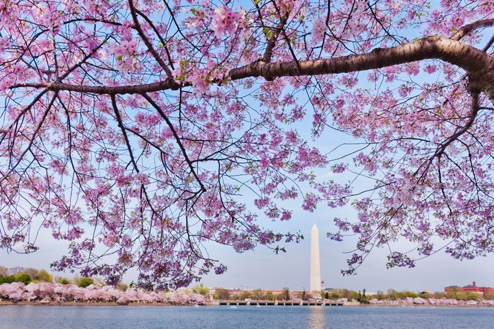 USA, Washington DC, Cherry tree in blossom with Jefferson Memorial in background