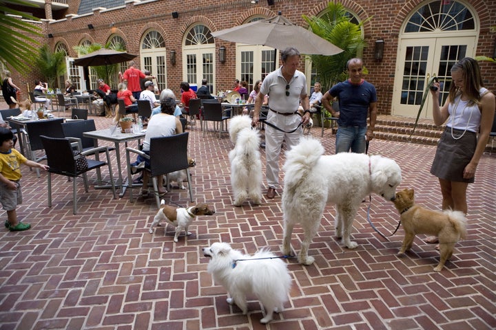 ALEXANDRIA, VA - JUNE 30, 2009: Dogs and their owners enjoy Doggie Happy Hour at Hotel Monaco. Every Tuesday and Thursday night during warm weather, the hotel welcomes canines to their courtyard where everyone can meet and greet. Old Town Alexandria is known for being dog friendly. (Photo by Melanie Stetson Freeman/The Christian Science Monitor/Getty Images)