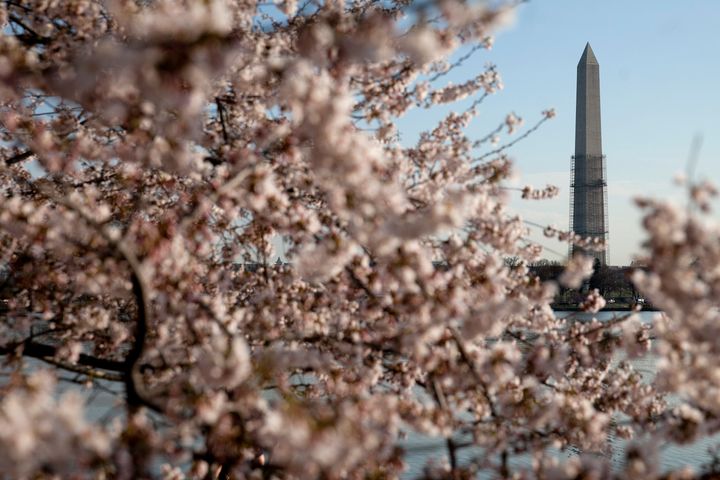 The Washington Monument stands behind cherry trees blossoming in Washington, D.C., U.S., on Monday, April 8, 2013. Gifts from Japan in 1912, over 3,000 cherry trees arrived in the United States as living symbols of friendship between the two nations. The 2013 National Cherry Blossom Festival runs March 20 to April 14. Photographer: Andrew Harrer/Bloomberg via Getty Images