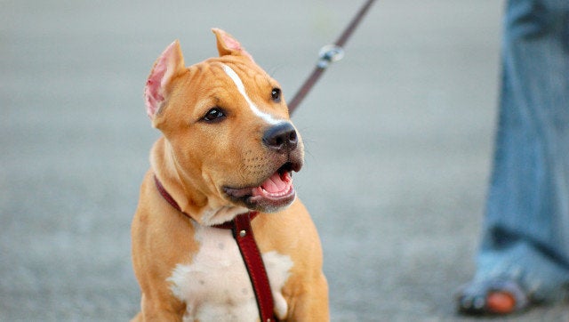 pit bull terrier puppy