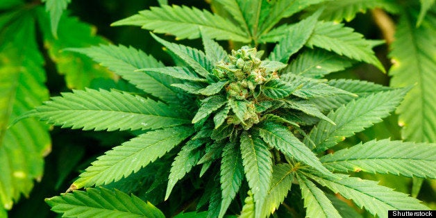 marijuana plant