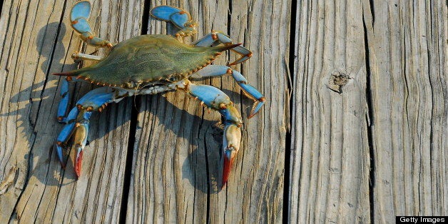 A female Maryland Blue Crab from the Chesapeake Bay walks along a pier after being caught by a fisherman in the late afternoon.