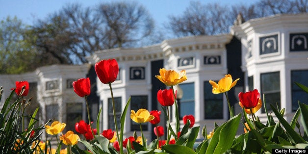 Red and yellow flower with bilding