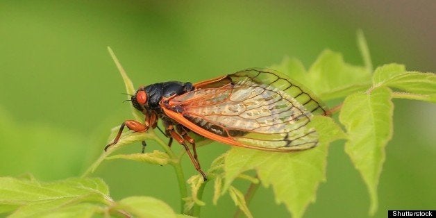 cicada in missouri.