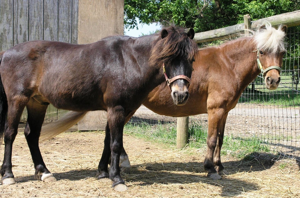 Junebug and Hoedown, Days End Farm