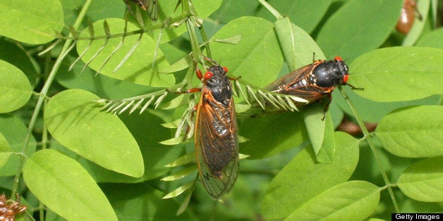 RESON, VA - MAY 16: Adult cicadas dry their wings on leaves May 16, 2004 in Reston, Virginia. After 17-years living below ground, billions of cicadas belonging to Brood X are beginning to emerge across much of the eastern United States. The cicadas shed their larval skin, spread their wings, and fly out to mate, making a tremendous noise in the process. (Photo by Richard Ellis/Getty Images)