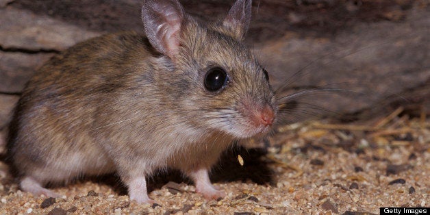 A Spinifex Hopping Mouse dropping seed from its mouth whilst feeding.