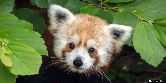 rusty red panda beanie boo