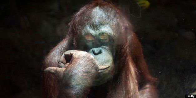 WASHINGTON, DC - JUNE 27: An orangutan is seen in its enclosure at the Smithsonian National Zoological Park on Wednesday June 27, 2012 in Washington, DC. (Photo by Matt McClain for The Washington Post via Getty Images)