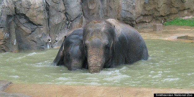 National Zoo Animals Stay Cool During Heat Wave, Look Adorable Doing So (PHOTOS) | HuffPost DC National Zoo Animals Stay Cool During Heat Wave, Look Adorable Doing So (PHOTOS) | HuffPost DC