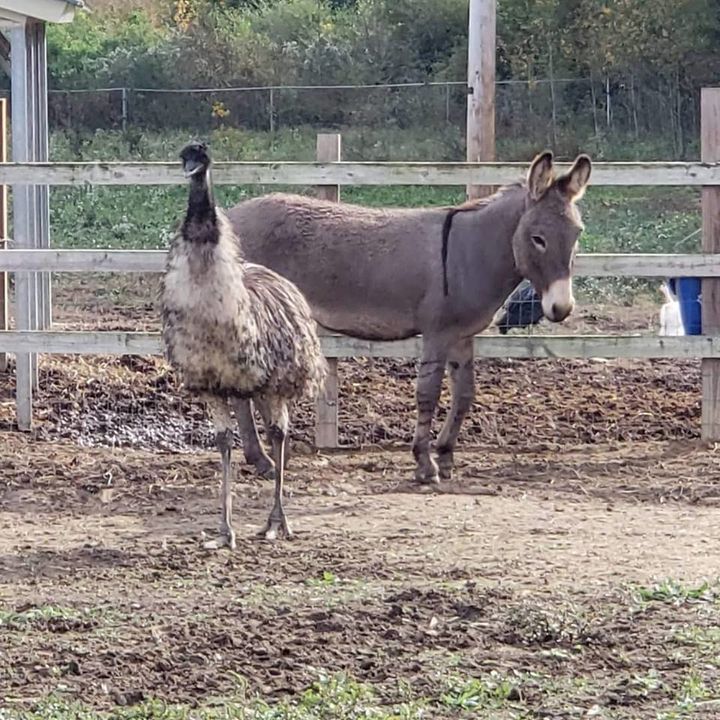 Diane, an emu, and Jack, a donkey, together at Carolina Waterfowl Rescue.