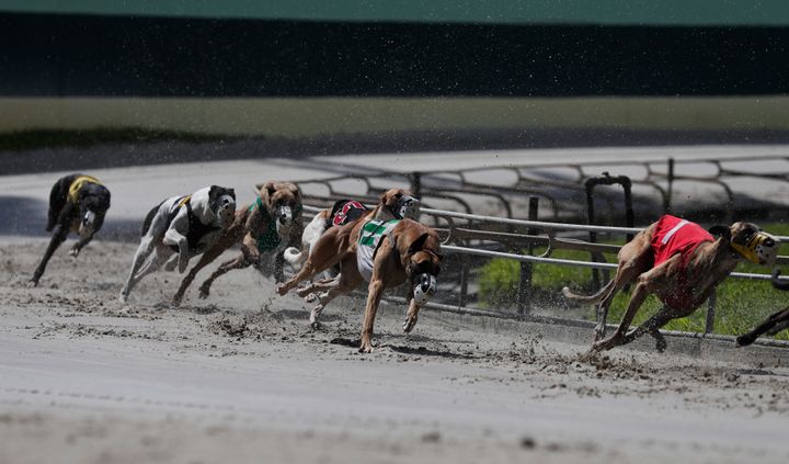 Greyhound dogs race at the Palm Beach Kennel Club in West Palm Beach, Florida.