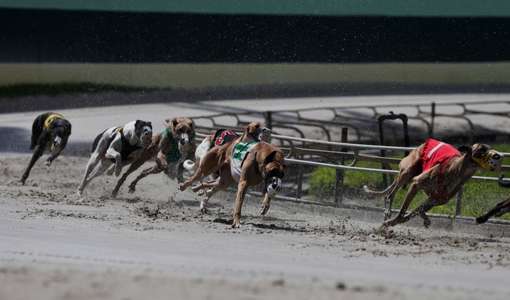 Thousands Of Ex Racing Greyhounds Will Need Homes Soon