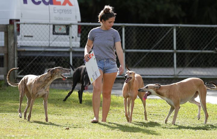 Alexandra Stratemann, 21, walks with former greyhound racing dogs in West Palm Beach, Florida.