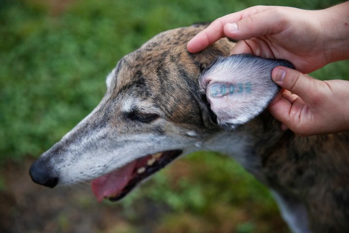 The identification tattoo on the ear of a former racing greyhound. 
