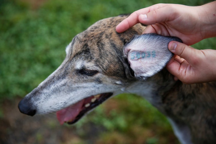 The identification tattoo on the ear of a former racing greyhound.&nbsp;