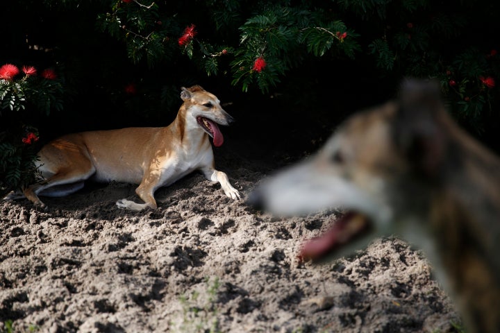 Former greyhound racers Josephine, left, and Turkey.