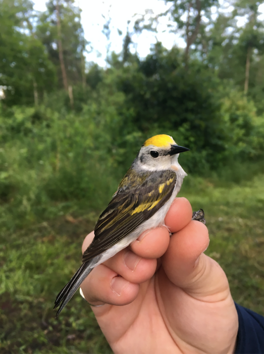 A new hybrid before returning to the wild.