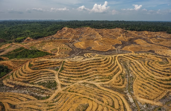 An illegal palm oil plantation spanning 200 hectares is seen inside Gunung Leuser National Park in Aceh, Indonesia, in June.