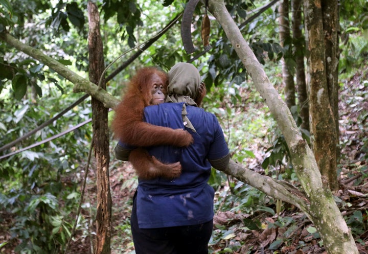 A veterinarian with the Sumatran Orangutan Conservation Programme carries a baby orangutan at SOCP's orangutan rehabilitation Centre in North Sumatra, Indonesia. The orangutans at the center were mostly rescued from palm oil plantations or confiscated from homes where they were kept as pets.