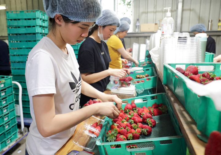 Workers sort strawberries (file photo) 