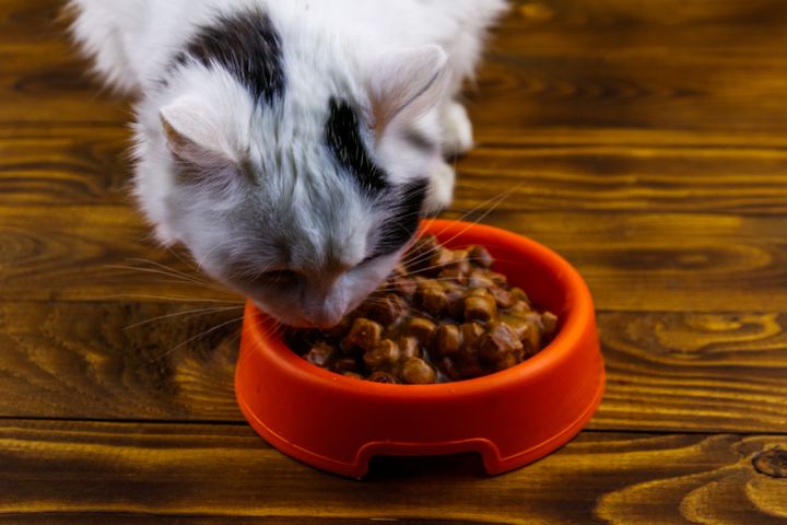Cats are carnivores and need nutrients in their diet which they get from meat. 