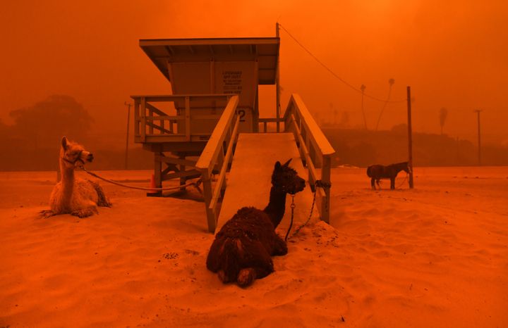 Alpacas are seen tied to a lifeguard stand on the beach in Malibu, California, as the Woolsey fire comes down the hill on Friday.