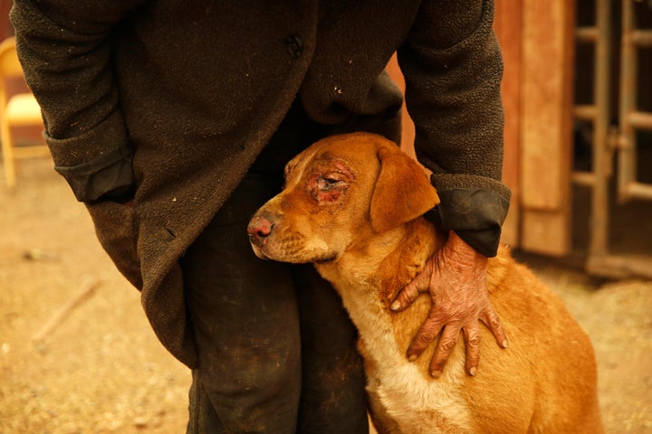 Cathy Fallon pets her dog Shiloh at their home in Paradise on Friday. Shiloh was injured when a wildfire scorched the property, burning down Fallon's home.