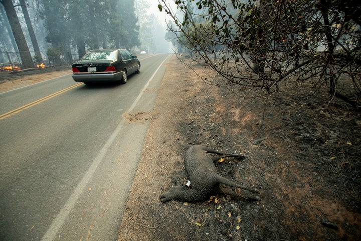 A charred animal lies on a roadside as the Camp Fire tears through Paradise, California, on Thursday.