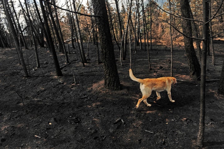A dog walks through an area of the forest in the Pyramid Hills subdivision of Cascade, Colorado, that was heavily burned from