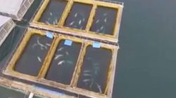 Τουλάχιστον 100 φάλαινες αιχμάλωτες σε ρωσικό κόλπο – Προορίζονται για κινεζικά θαλάσσια πάρκα