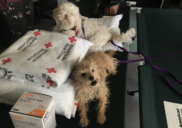 Sandy Wahl's dogs at the Thousand Oaks Teen Center.