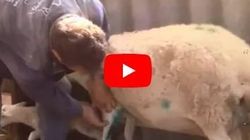 Βίντεο- σκληρές εικόνες: Ελάφια επιτέθηκαν σε πρόβατα στη Λήμνο