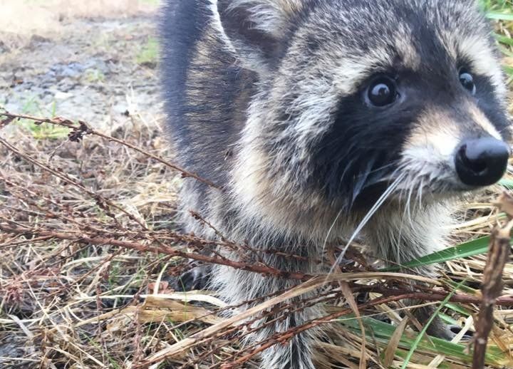 One of the raccoons trapped by police in Milton, West Virginia, last week.