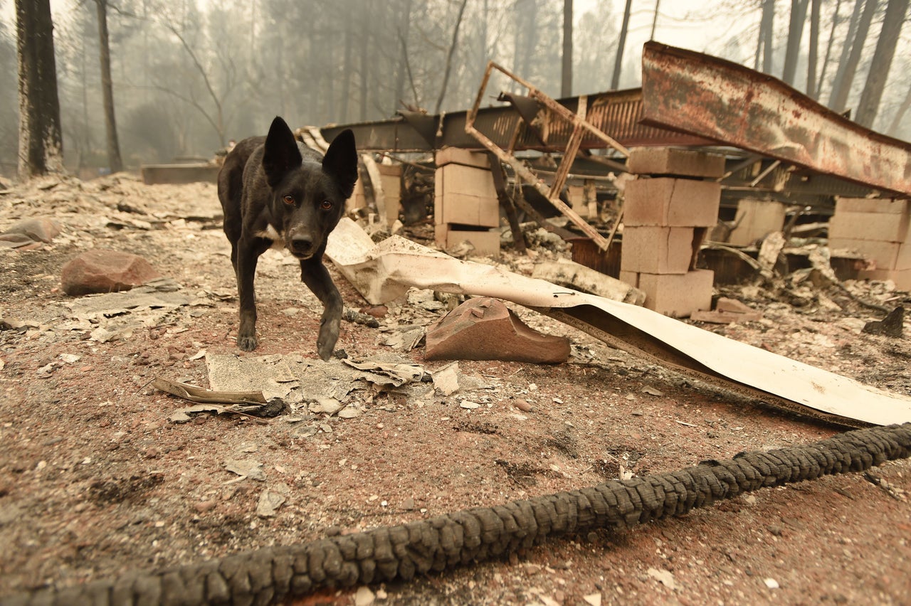 A cadaver dog searches for bodies.