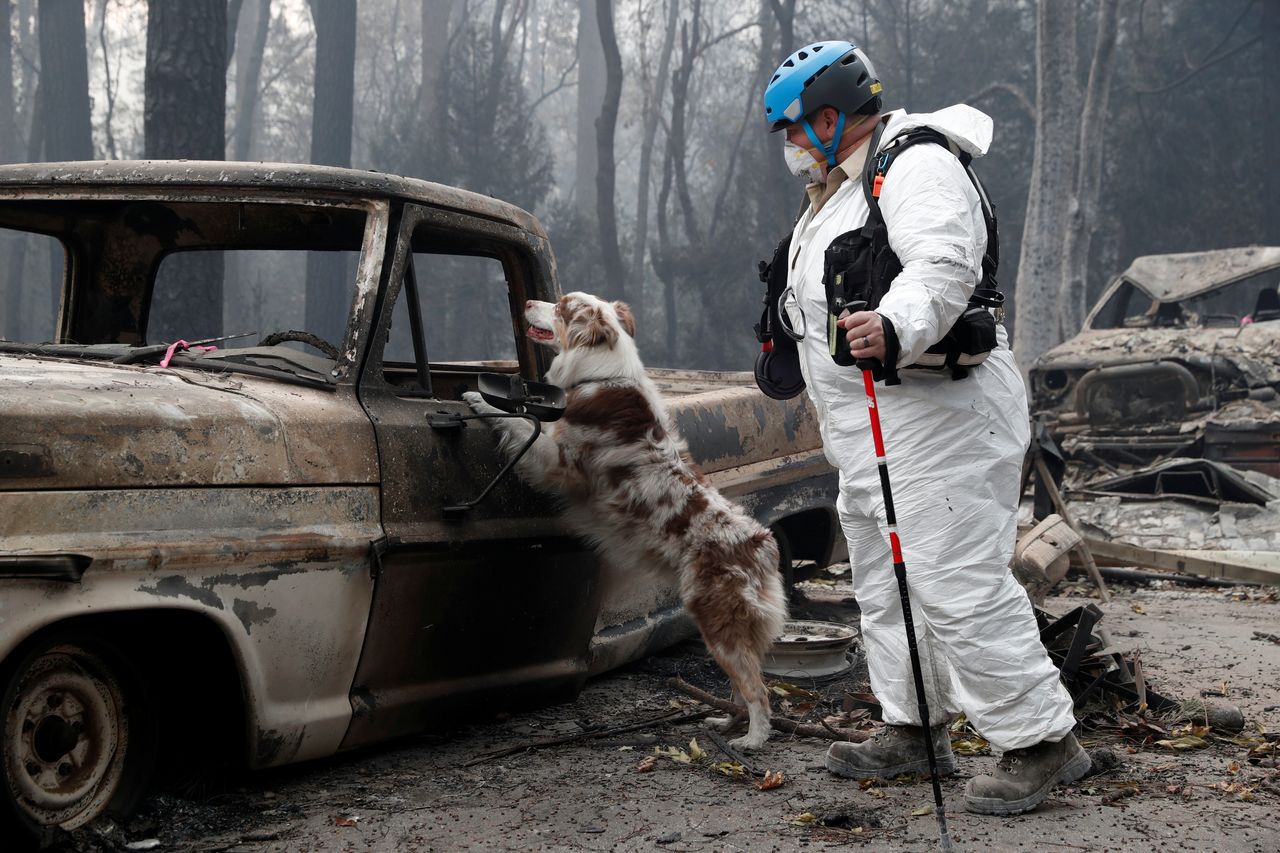 Trish Moutard, of Sacramento, searches for human remains with her cadaver dog in a truck destroyed by the Camp Fire in Paradise.