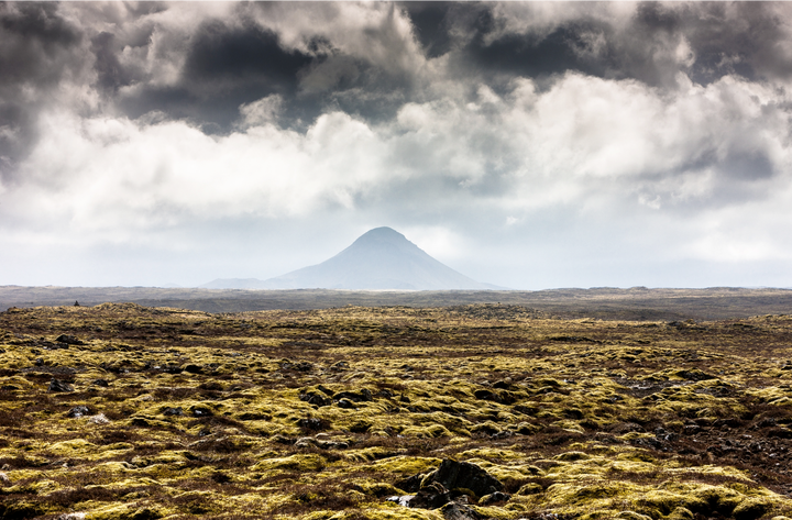 Icelandic moss field