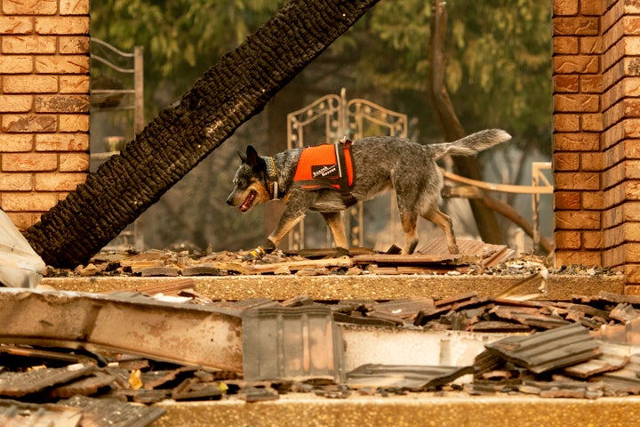 A dog searches for victims of the Camp fire in Paradise, California, on Nov. 15, 2018. 