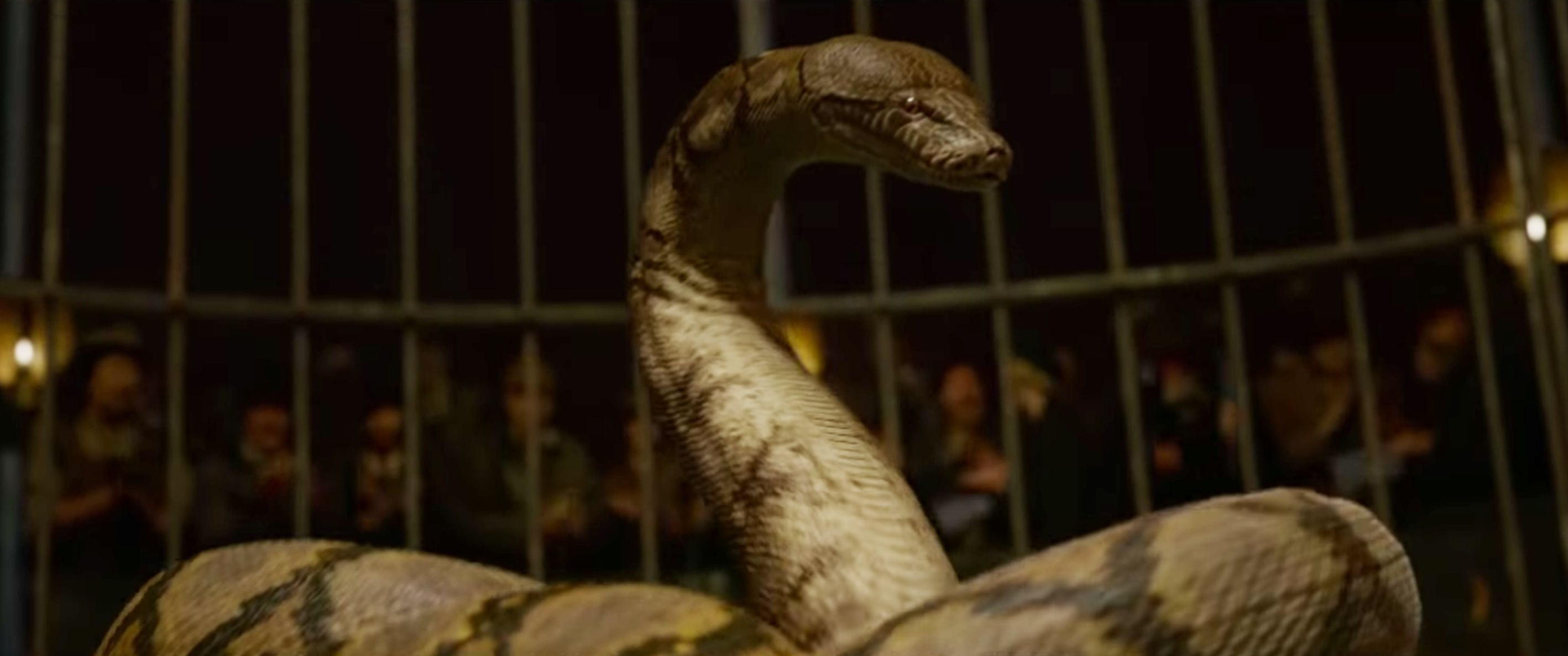 What Happened To The Real Life Snake That Inspired Nagini In Harry   5beedbf92200004205de3d48 