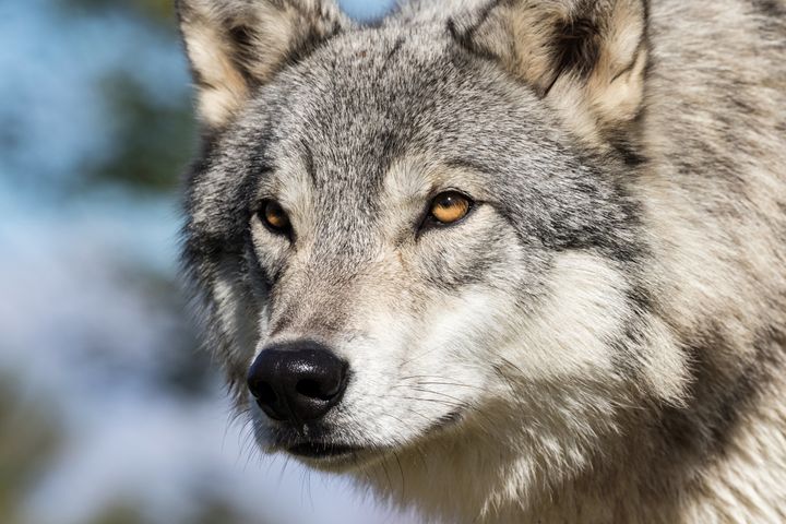 Environmentalists and animal advocates are condemning a bill that would drop protections for wolves in the lower 48 states.