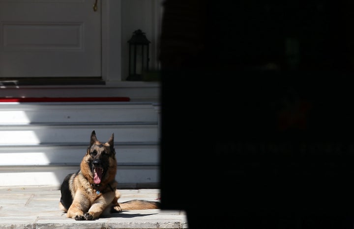 Champ, the Bidens' other German shepherd, at the Naval Observatory in 2012.