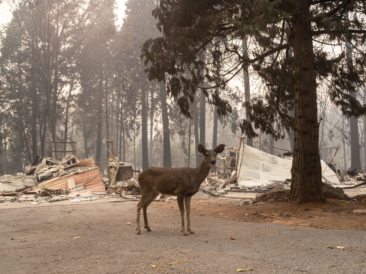 The entire city of Paradise is still blocked off to residents. Meanwhile, much of Butte County's wildlife is trying to survive as well.