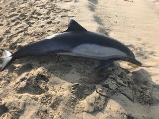 The dolphin, found floating in the surf in Manhattan Beach, California, died from a gunshot wound.