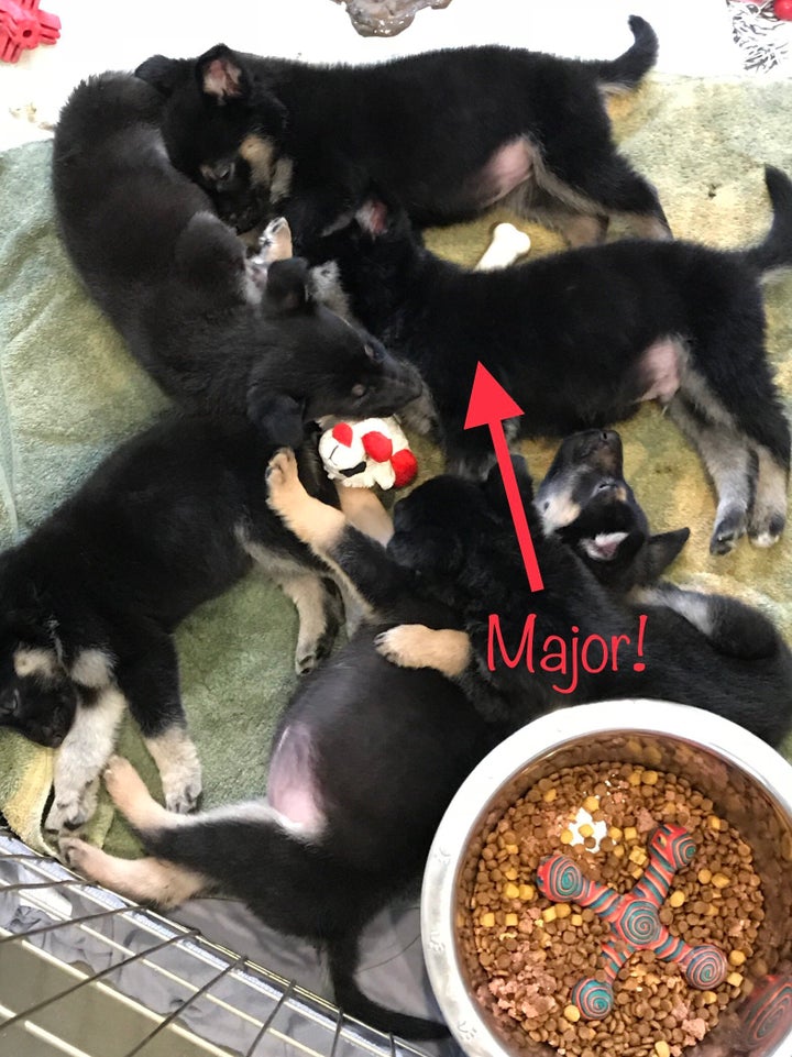 Major and his siblings when they were young puppies just surrendered to the shelter.