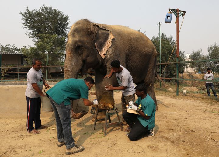 Vets treat a wound of Asha, a female elephant. 