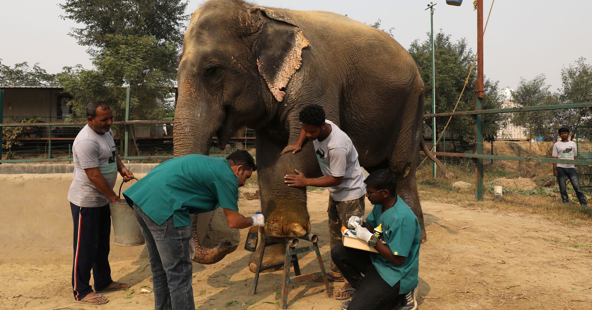 India's First Elephant Hospital Opens For Business | HuffPost