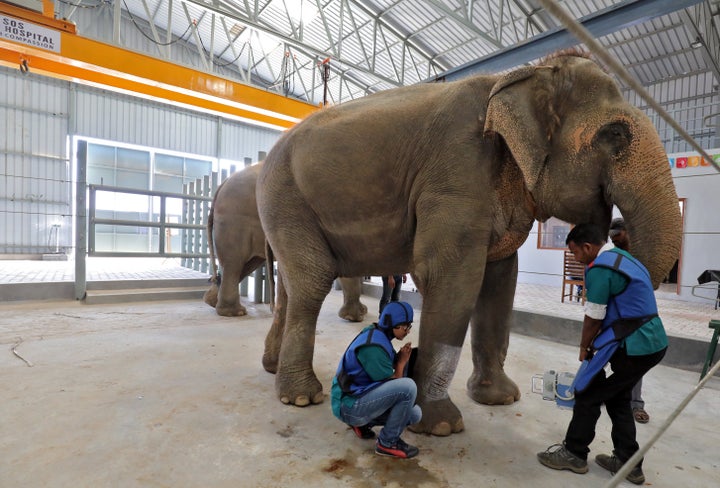 Vets at the hospital take an X-ray of a leg of Phoolkali, a female elephant.