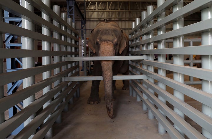 This female elephant, Maya, is seen inside one of the hospital's enclosures. 